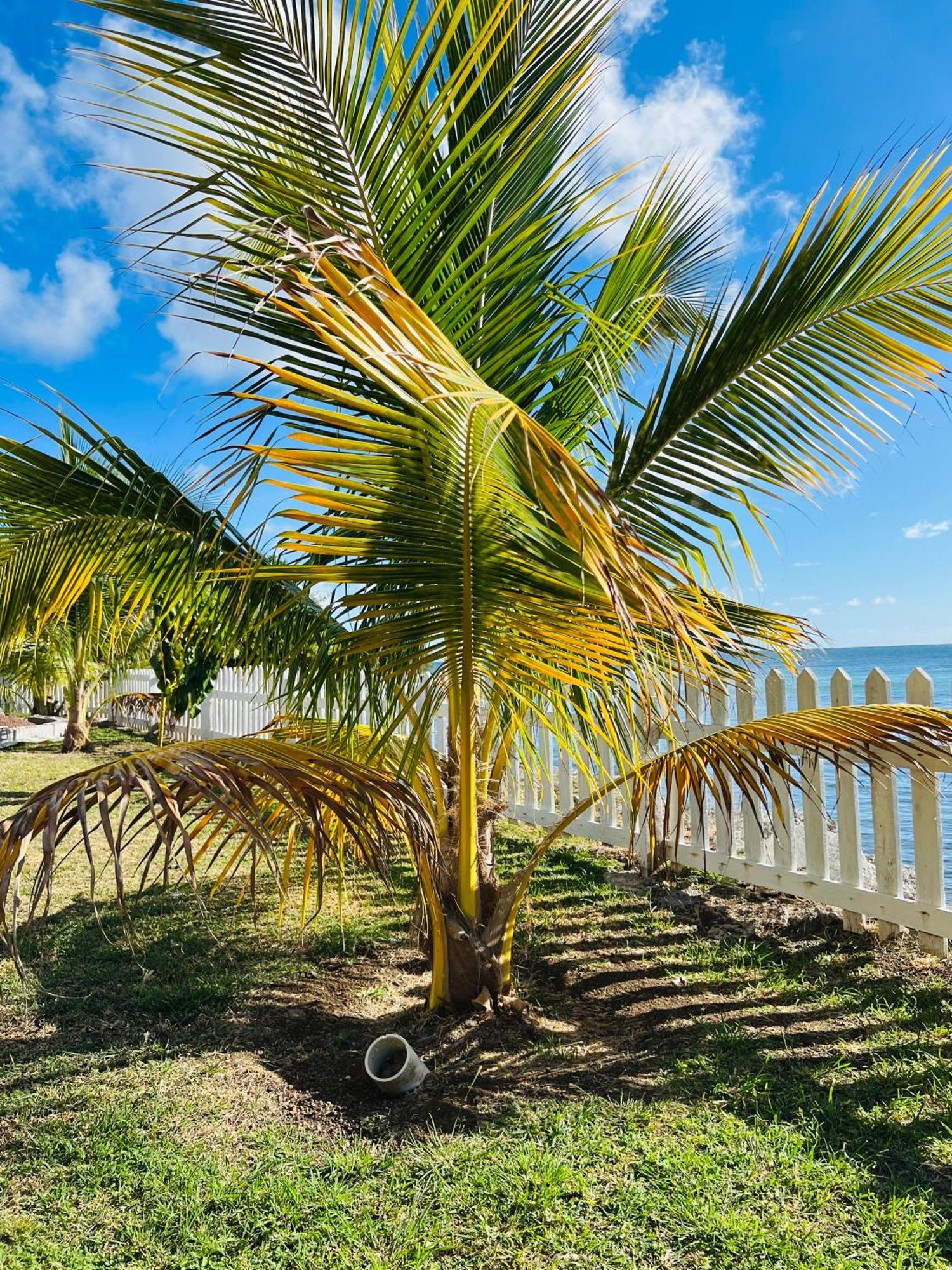 Sealavie Apartments - Grenada St. George's Exteriér fotografie